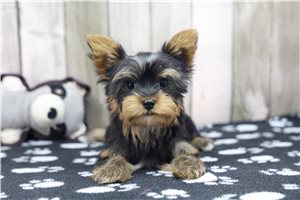 Hagrid - Yorkshire Terrier - Yorkie for sale