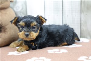 Reba - Yorkshire Terrier - Yorkie for sale