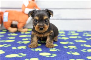 Archie - puppy for sale