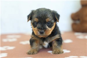 Rico - puppy for sale