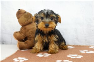 Sullivan - Yorkshire Terrier - Yorkie for sale