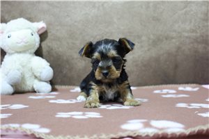 Ellie - Yorkshire Terrier - Yorkie for sale