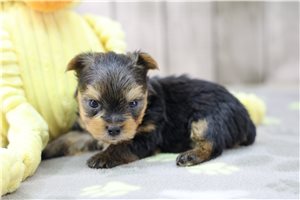 Bobby - puppy for sale