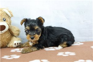 Felix - Yorkshire Terrier - Yorkie for sale