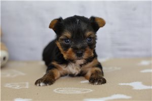 Shawn - Yorkie for sale