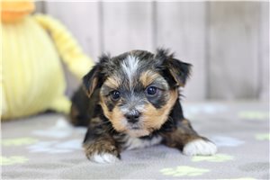 Polly - Yorkshire Terrier - Yorkie for sale