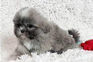Arrow - Shih Tzu for sale