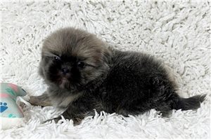 Armand - Shih Tzu for sale