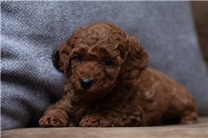 Brooks - Poodle, Toy for sale