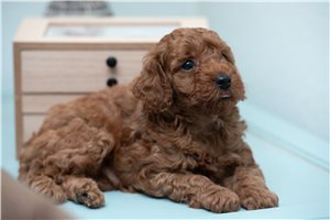 Gianni - Poodle, Miniature for sale