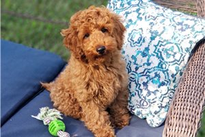 Gianni - puppy for sale
