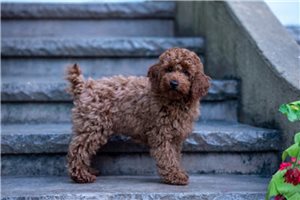 Gianni - puppy for sale
