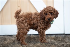 Brooks - Poodle, Toy for sale