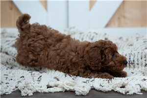 Gianni - Poodle, Toy for sale