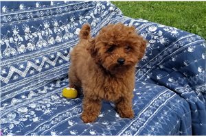 Maple - Poodle, Toy for sale