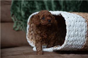 Meera - Poodle, Toy for sale