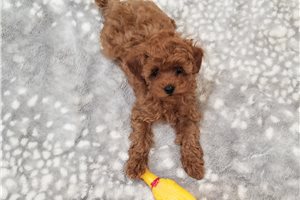 Maple - Poodle, Toy for sale