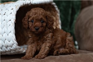 Meera - Poodle, Toy for sale