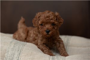 Maple - puppy for sale