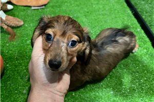 Luke - Dachshund, Mini for sale