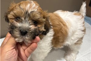 Jake - Shichon for sale