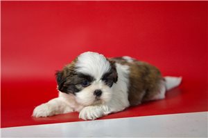 Jamie - Shih Tzu for sale