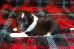 Fatima - Shetland Sheepdog - Sheltie for sale