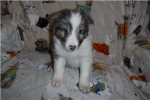 Carter - Shetland Sheepdog for sale