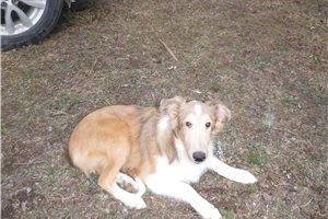 Jessica - Shetland Sheepdog - Sheltie for sale
