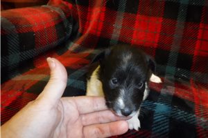Carla - Shetland Sheepdog for sale