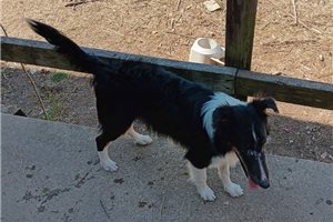 Johnny - Shetland Sheepdog - Sheltie for sale