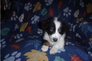 Poppy - Shetland Sheepdog - Sheltie for sale