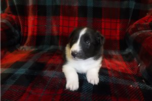 Carson - Shetland Sheepdog for sale