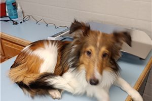 Jaxon - Shetland Sheepdog - Sheltie for sale