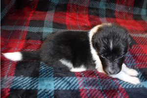 Finn - Shetland Sheepdog - Sheltie for sale