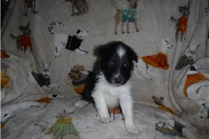 Poppet - Shetland Sheepdog for sale