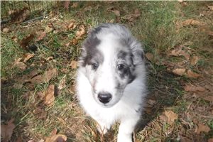 Camille - Shetland Sheepdog - Sheltie for sale