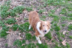 Jacob - Shetland Sheepdog - Sheltie for sale