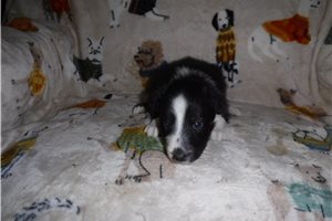 Pogo - puppy for sale