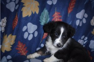 Pogo - Shetland Sheepdog for sale