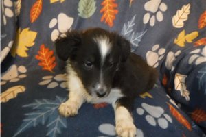 Pluto - Shetland Sheepdog - Sheltie for sale