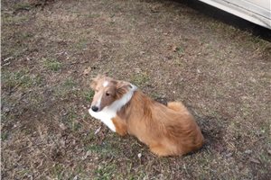 Jacob - Shetland Sheepdog - Sheltie for sale