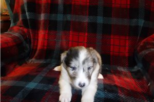 Carmen - Shetland Sheepdog for sale