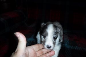 Camille - Shetland Sheepdog for sale