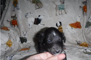 Pomroy - puppy for sale