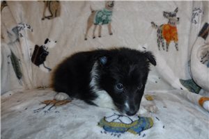Carla - Shetland Sheepdog for sale