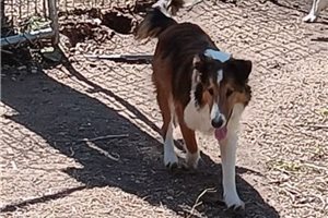 Julian - Shetland Sheepdog - Sheltie for sale