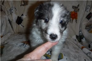 Camille - Shetland Sheepdog for sale
