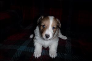 Carmela - Shetland Sheepdog for sale