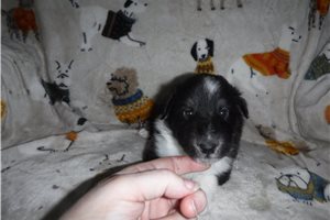 Polo - puppy for sale